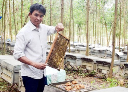 Phú Ninh: Người đàn ông thu tiền tỉ từ việc nuôi ong Ý