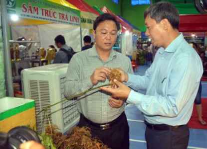 Bán được hơn 4,5 tỷ đồng từ phiên chợ sâm Ngọc Linh đầu tiên ở Quảng Nam