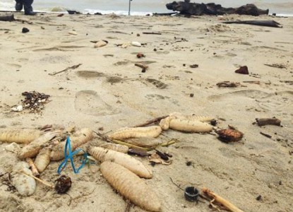Quảng Nam: Hải sâm biển chết hàng loạt dạt vào bờ biển Cửa Đại