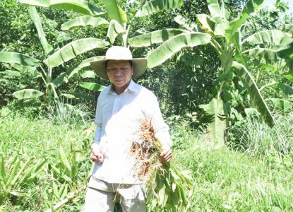 Hơn 100 tấn nghệ của nông dân Quảng Nam cần "giải cứu"