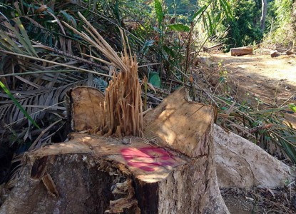 Công an vào cuộc điều tra vụ phá rừng quy mô lớn tại Quảng Nam