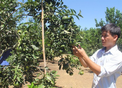 Từ vùng đất hoang, chàng trai trẻ Quảng Nam biến thành vườn cây trái thu tiền tỷ