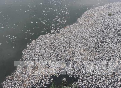 Quảng Nam: Cá mòi chết hàng loạt trên sông Đò