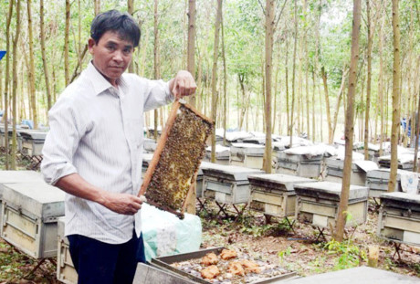 Phú Ninh: Người đàn ông thu tiền tỉ từ việc nuôi ong Ý