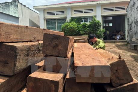 Phát hiện, thu giữ hàng chục phách gỗ lậu trên sông Thu Bồn