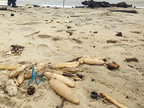 Quảng Nam: Hải sâm biển chết hàng loạt dạt vào bờ biển Cửa Đại (ảnh Minh Hải)