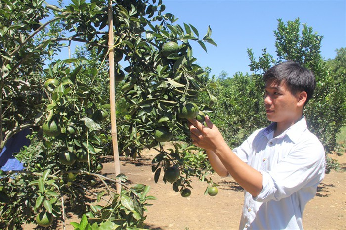 Từ vùng đất hoang, chàng trai trẻ Quảng Nam biến thành vườn cây trái thu tiền tỷ