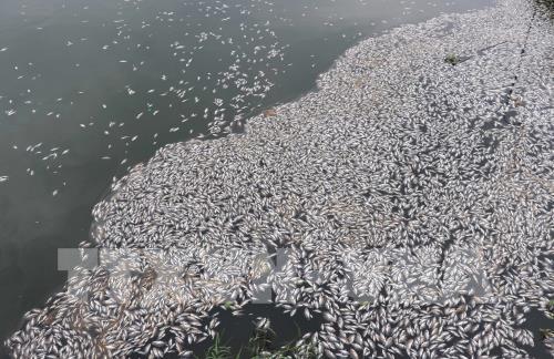 Quảng Nam: Cá mòi chết hàng loạt trên sông Đò