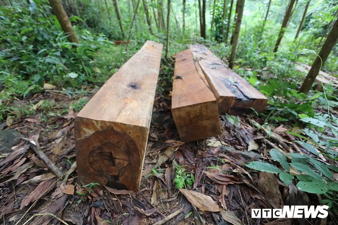 Cận cảnh hàng loạt cây cổ thụ ở rừng phòng hộ Sông Tranh bị ‘xẻ thịt’