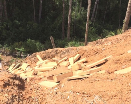 Quảng Nam: Phát hiện thêm một bãi chứa gần 200 phách gỗ pơ mu