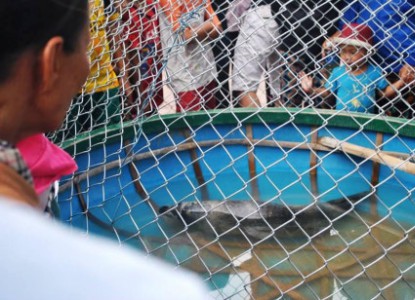 Quảng Nam: Bắt được Hải cẩu nặng gần nửa tạ mắc lưới trên biển