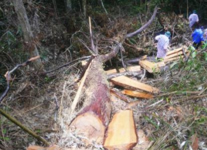 Vụ phá rừng pơ mu ở Quảng Nam: Nhiều đối tượng đã bị bắt