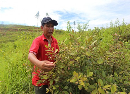 Nông dân đầu tư trăm triệu trồng sim ở Quảng Nam