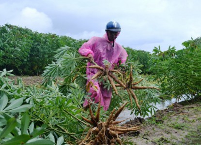 Dân Quảng Nam dầm mưa gặt lúa, nhổ mì chạy bão