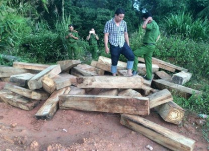 Quảng Nam: Tạm đình chỉ công tác một chi cục trưởng do liên quan đến vụ gỗ pơ mu