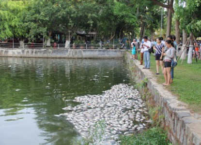 Đà Nẵng: Cá chết hàng loạt tại hồ nước Công viên 29/3 do đâu?