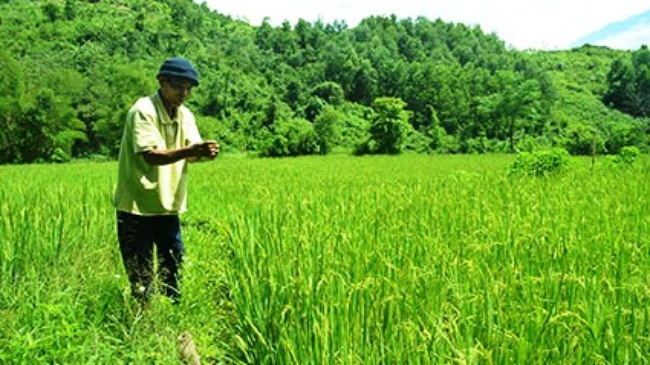 Quảng Nam: Phát triển lúa nước đảm bảo an ninh lương thực vùng cao
