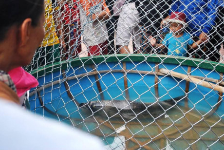 Quảng Nam: Bắt được Hải cẩu nặng gần nửa tạ mắc lưới trên biển