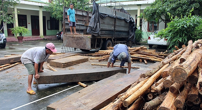 Phát hiện chiêu độc trong vận chuyển gỗ lậu của lâm tặc