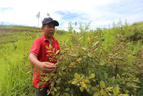 Nông dân đầu tư trăm triệu trồng sim ở Quảng Nam