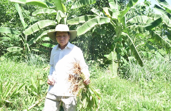 Hơn 100 tấn nghệ của nông dân Quảng Nam cần "giải cứu"