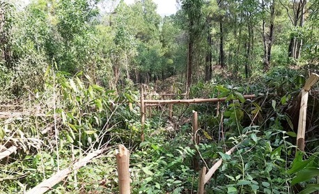 Điều tra việc hơn 4000 cây keo trên 2 năm tuổi bị kẻ xấu chặt phá ở Quảng Nam