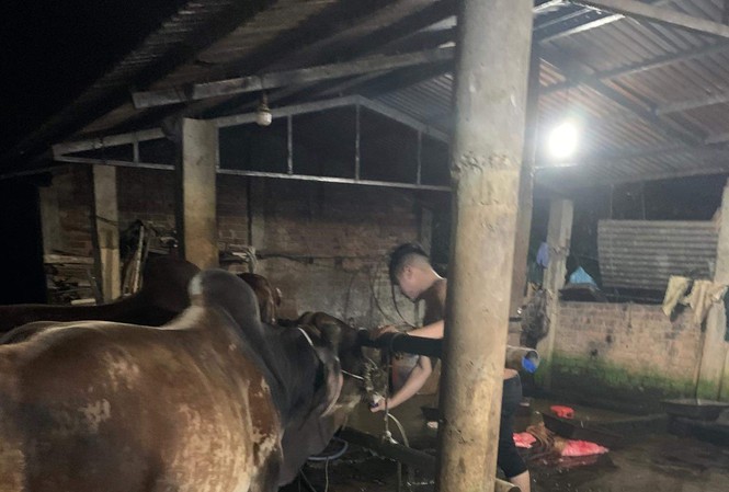 Phát hiện nhiều cơ sở bơm nước vào bụng bò ở Quảng Nam