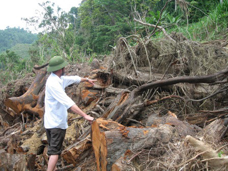 Xử lý nghiêm hành vi phá rừng vùng giáp ranh