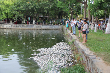 Đà Nẵng: Cá chết hàng loạt tại hồ nước Công viên 29/3 do đâu?